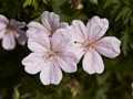 Geranium sanguineum var striatum Bodziszek czerwony